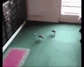 A GIF OF TWO JERBOAS JUMPING AROUND AND PLAYING.